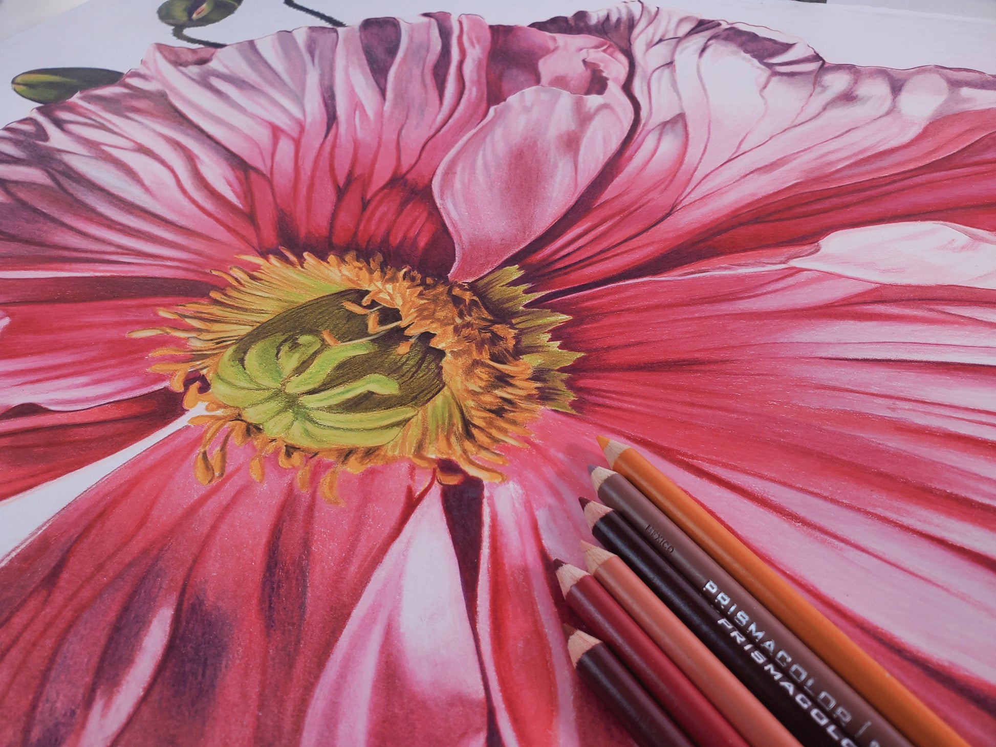 colored pencil drawings of daisies
